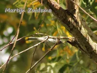 Muggenvangers [Polioptilidae]